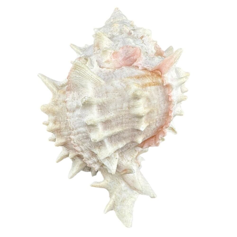 Natural Sea Shell Hepaplex Murex Conch White Pink 4 Inch